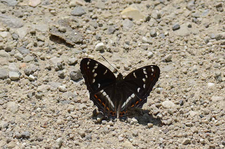 Emozione.... Limenitis populi